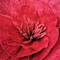 1 Giant Red Artificial Rose with Stem and Base Large Flower for Wedding Party Decor